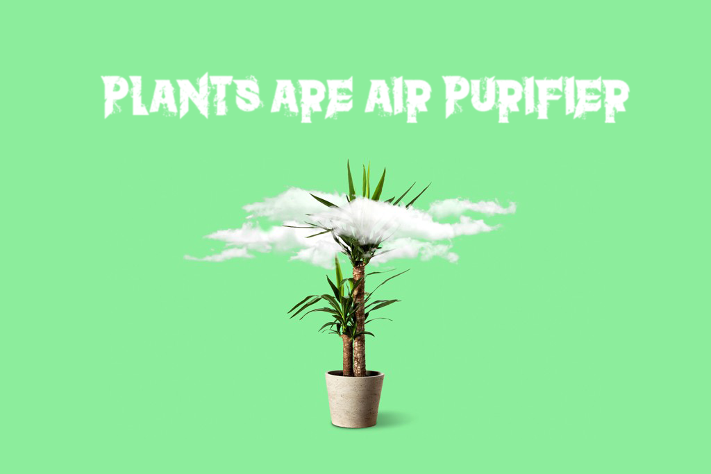 plants share special connection and work as air purifier